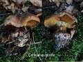 Cortinarius odorifer-amf529-1